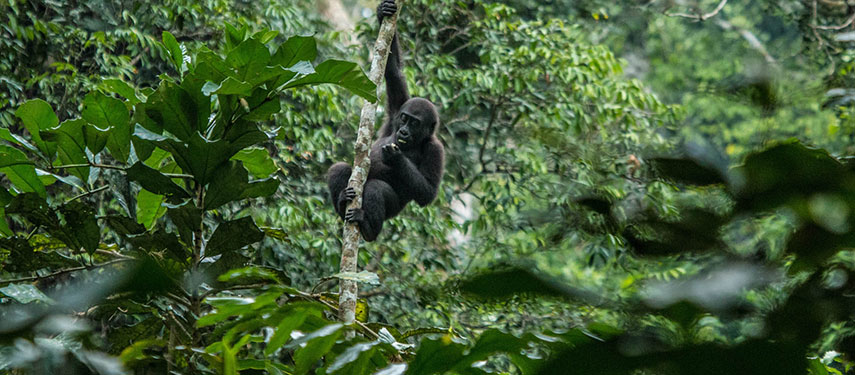 Juvenile western lowland gorilla hangs off branch in Odzala National Park