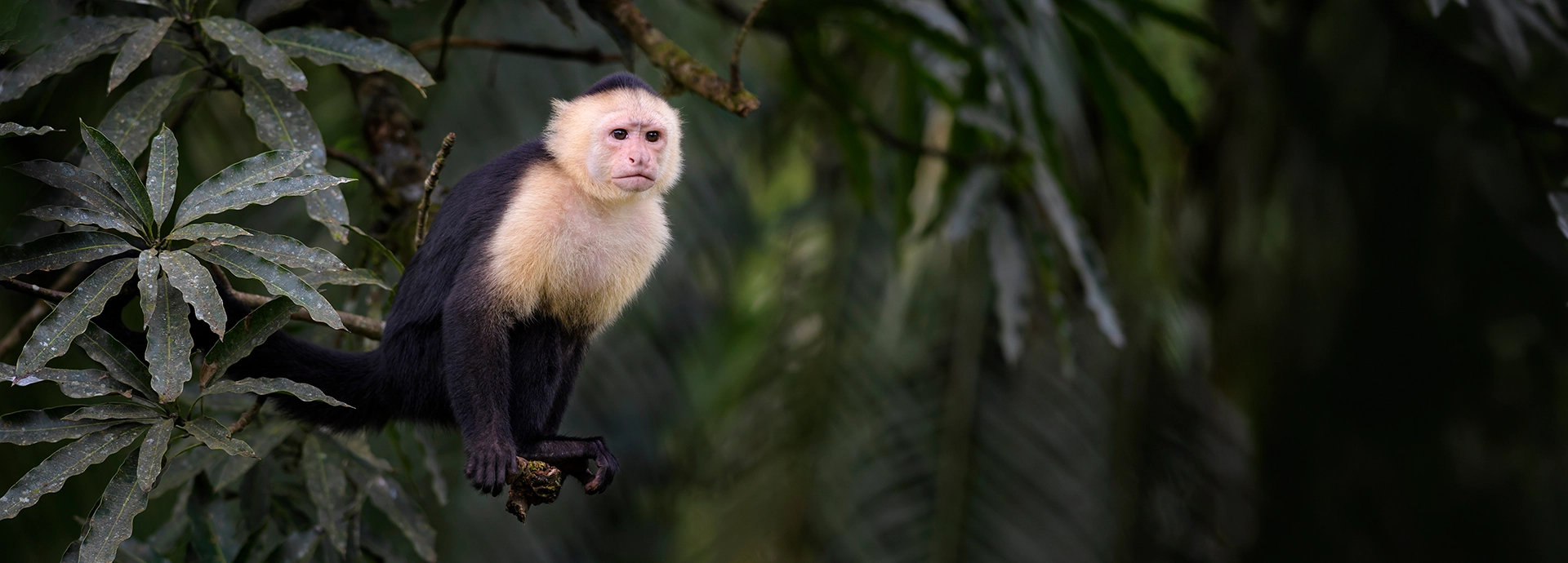 A white-faced capuchin monkey perched on a rainforest branch, looking directly at the camera amid lush, dark green tropical foliage.