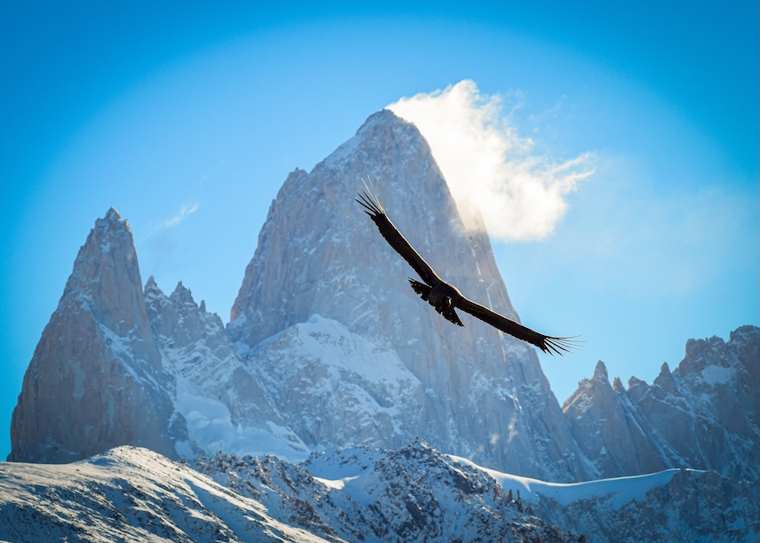 An Andean condor glides gracefully in front of Mount Fitz Roy in Los Glacieres National Park, Patagonia Argentina.