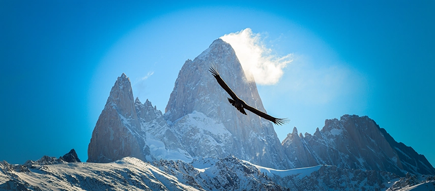 A condor soaring high above snow-dusted peaks in Argentine Patagonia, framed by the dramatic silhouette of Mount Fitz Roy.