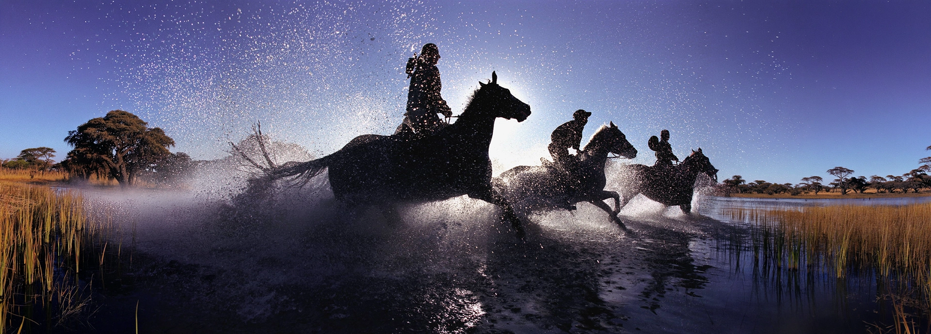Three backlit riders galloping on horseback through the Okvango Delta, Botswana