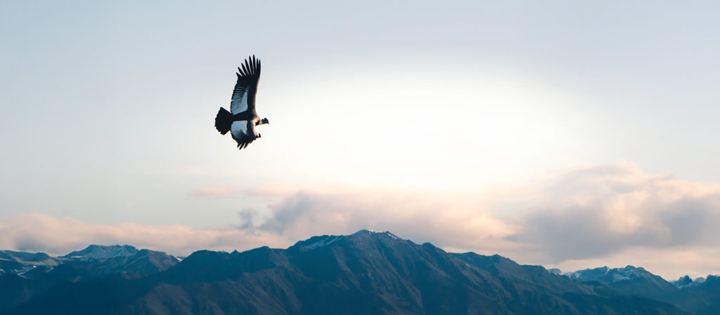 Andean condor in Patagonia, Argentina