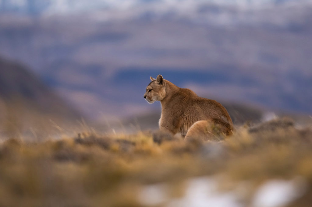 Puma walking in mountain environment, Torres del Paine National Park, Patagonia, Chile.