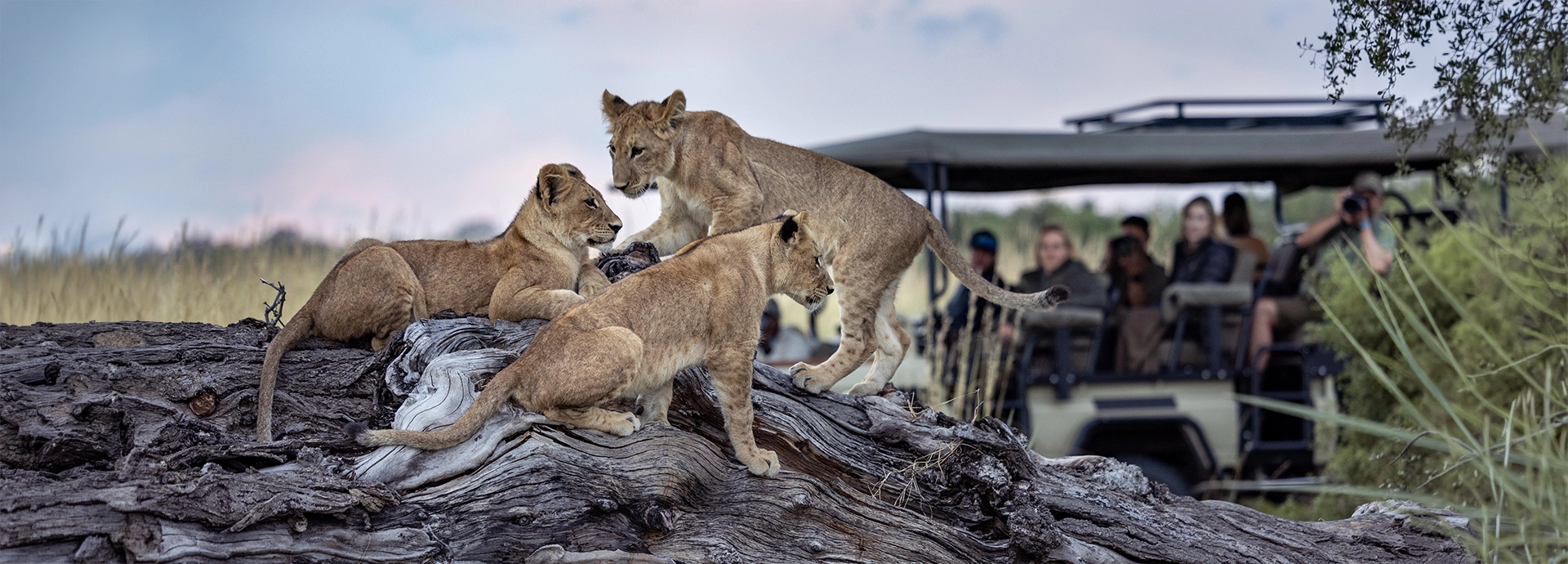 Three young lion stand on a log while guests in a game vehicle take photos in the background.