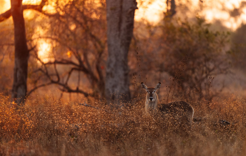 A waterbuck pauses in golden evening light, its ears alert amid tall grass tinged amber by the setting sun.