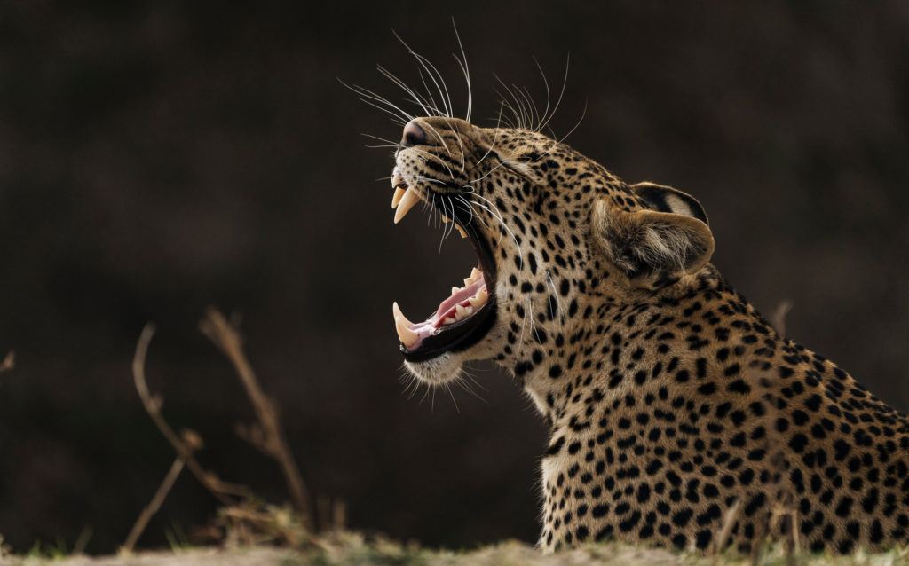 A leopard bares its teeth in a wide yawn, whiskers catching the light against a dark, shadowed backdrop.