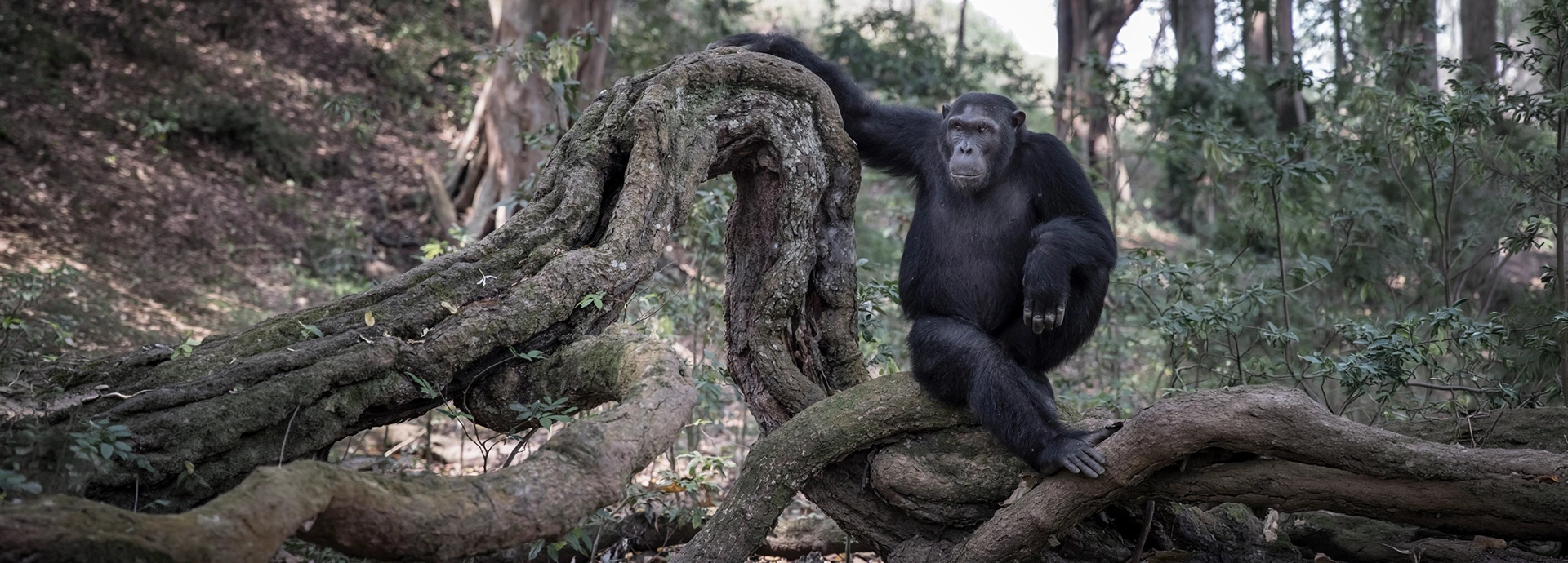 Chimpanzee sitting on a twisted liana in Kyambura Gorge, Uganda, home to an isolated community of chimpanzees