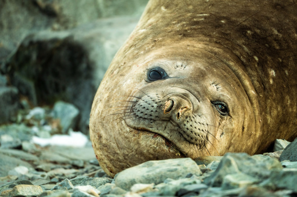 Elephant Seal, Hydrurga Rock, Antarctica