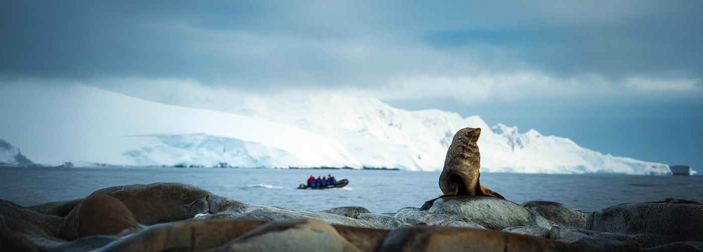 Patagonia to polar adventure. Fur seal on rocks in Antarctica with zodiac and tourists in background