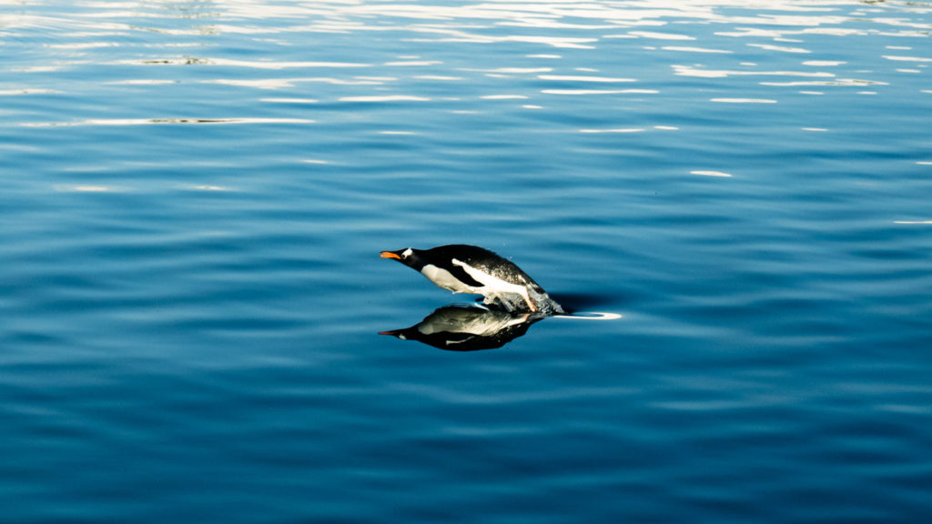 Gentoo Penguin, Antarctica on a Patagonia to Polar itinerary