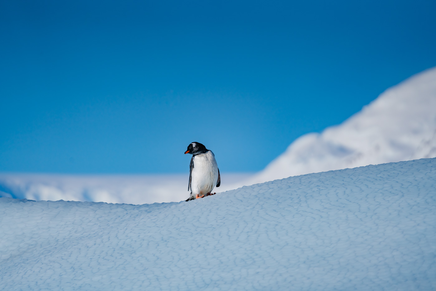 Gentoo Penguin On Ice, Cierva Cove, Antarctica, Lina Stock @ Divergent Travelers 217374