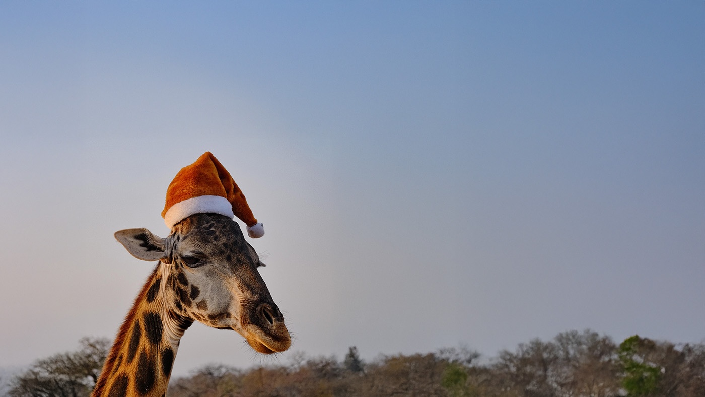 Giraffe in a Santa Christmas hat. Christmas on safari