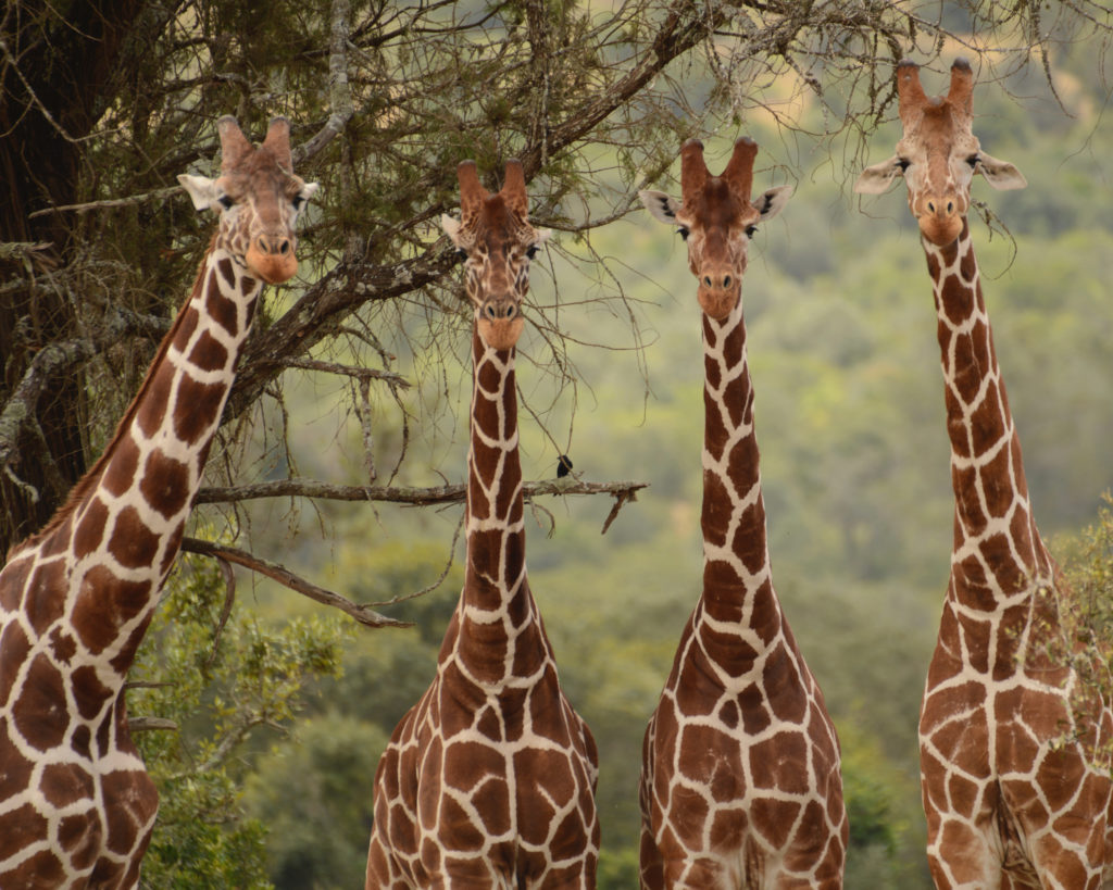 Four reticulated giraffes stand side by side beneath a lichen-covered tree, looking towards the camera in the Lolldaiga Hills, Laikipia.