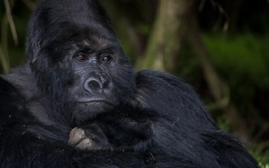 Close-up portrait of a silverback mountain gorilla resting in the forests of the Virunga Mountains