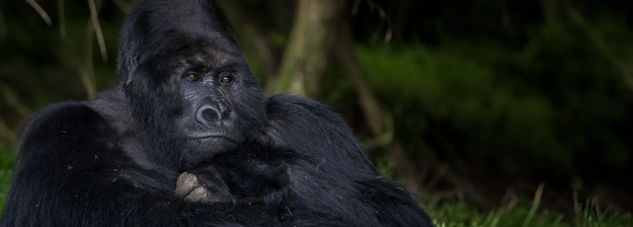 Mountain gorilla resting thoughtfully among the trees in Mgahinga Gorilla National Park, Uganda