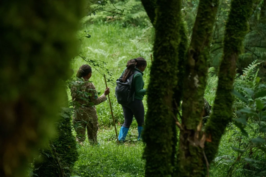 Guide and trekker walking through mossy montane forest on a gorilla trek in the Virunga Mountains