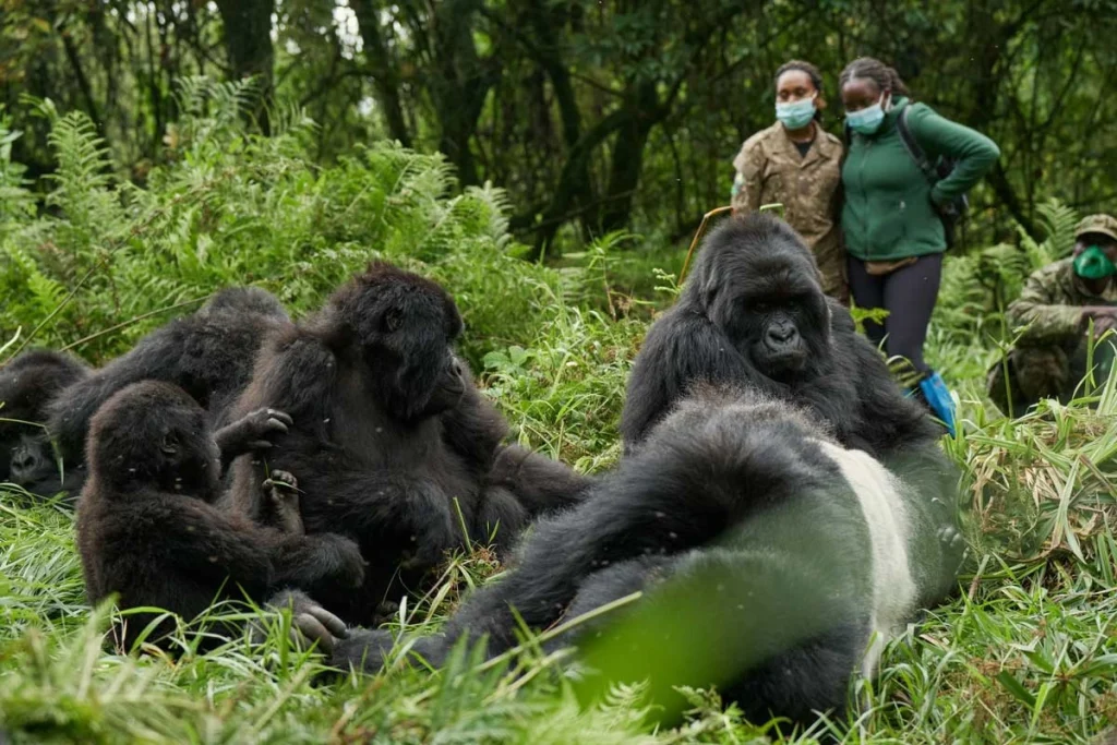 Trekkers wearing masks observing a family of mountain gorillas resting in the undergrowth, with a silverback in the foreground