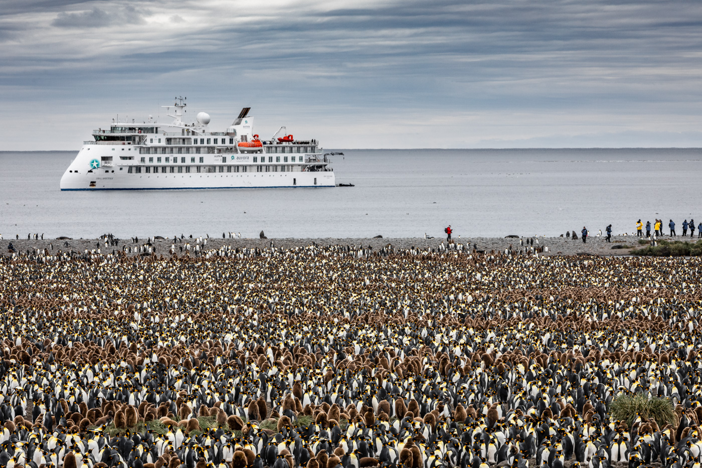 Greg Mortimer Ship And King Penguins, Antarctica, Susan Portnoy 217380