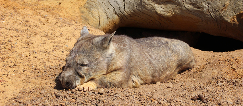 Hairy-Nosed Wombat