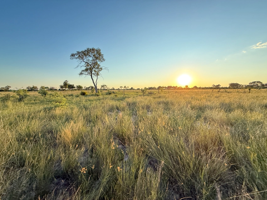 Golden grasslands stretch toward the horizon at sunset, a lone tree standing against the warm light of the African plains.