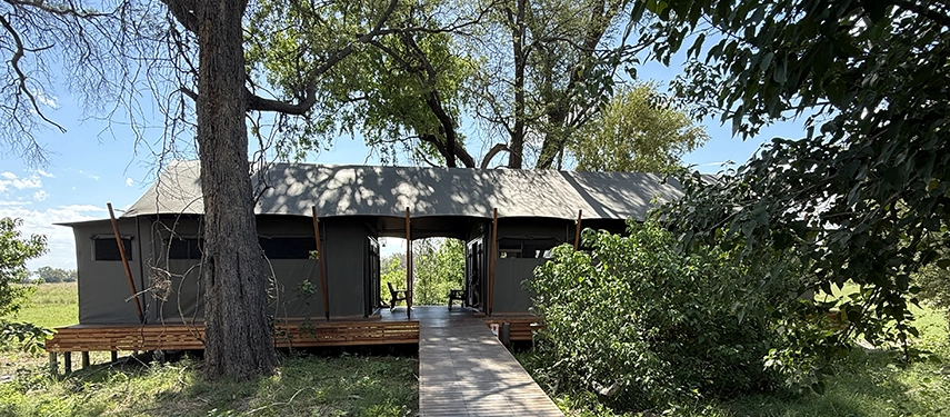A spacious safari tent at Karangoma is connected by a raised wooden walkway, shaded by mature trees and positioned for privacy within the Delta landscape.