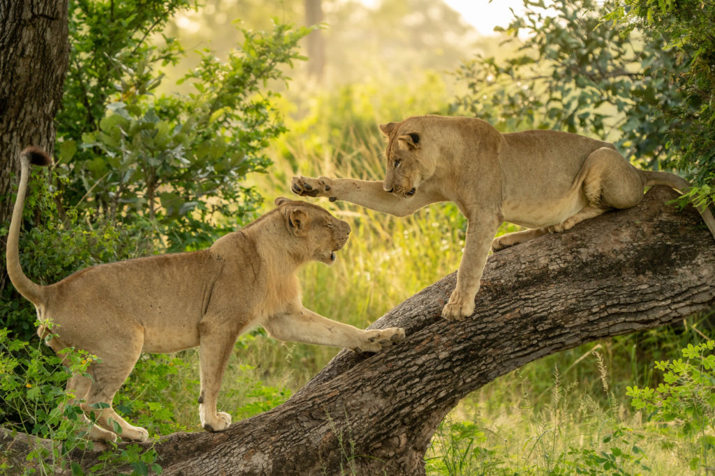 Two young lions play-fight along a fallen log, paws swiping in the dappled morning light of the Zambian bush.