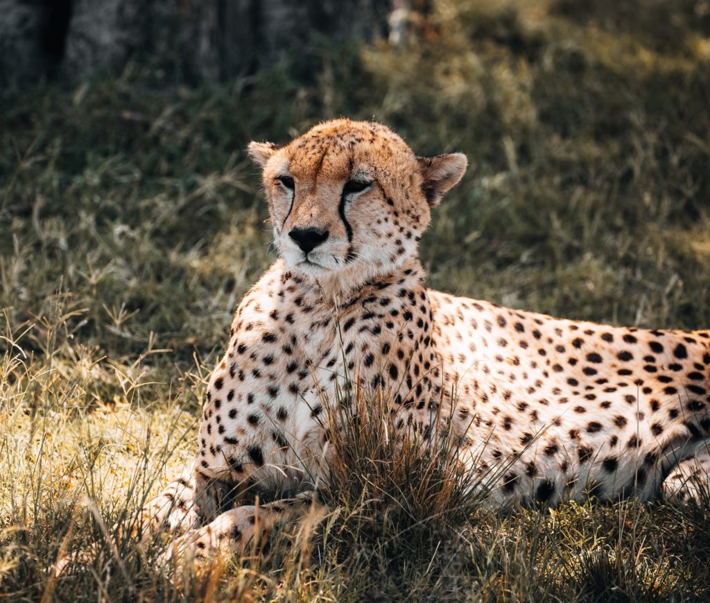Adult cheetah lying in long grass with its head raised, dappled sunlight across its spotted coat, seen on a game drive from Kandili Camp.