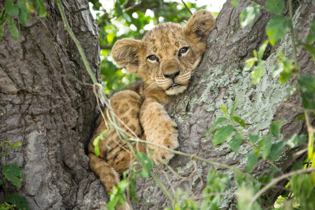 Lion cub resting in the fork of a tree in Queen Elizabeth National Park, Uganda