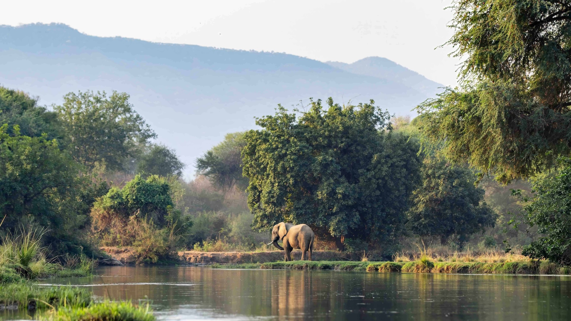 An elephant don the banks of the Lower Zambezi, its trunk raised beneath a backdrop of dense greenery.