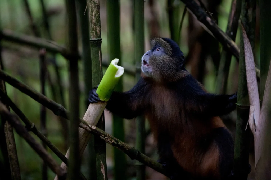 Golden monkey feeding on a bamboo shoot in the forests of the Virunga foothills