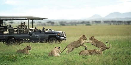 Guests in a game vehicle watch on as adolescent lions play in the lush grass of the Serengeti