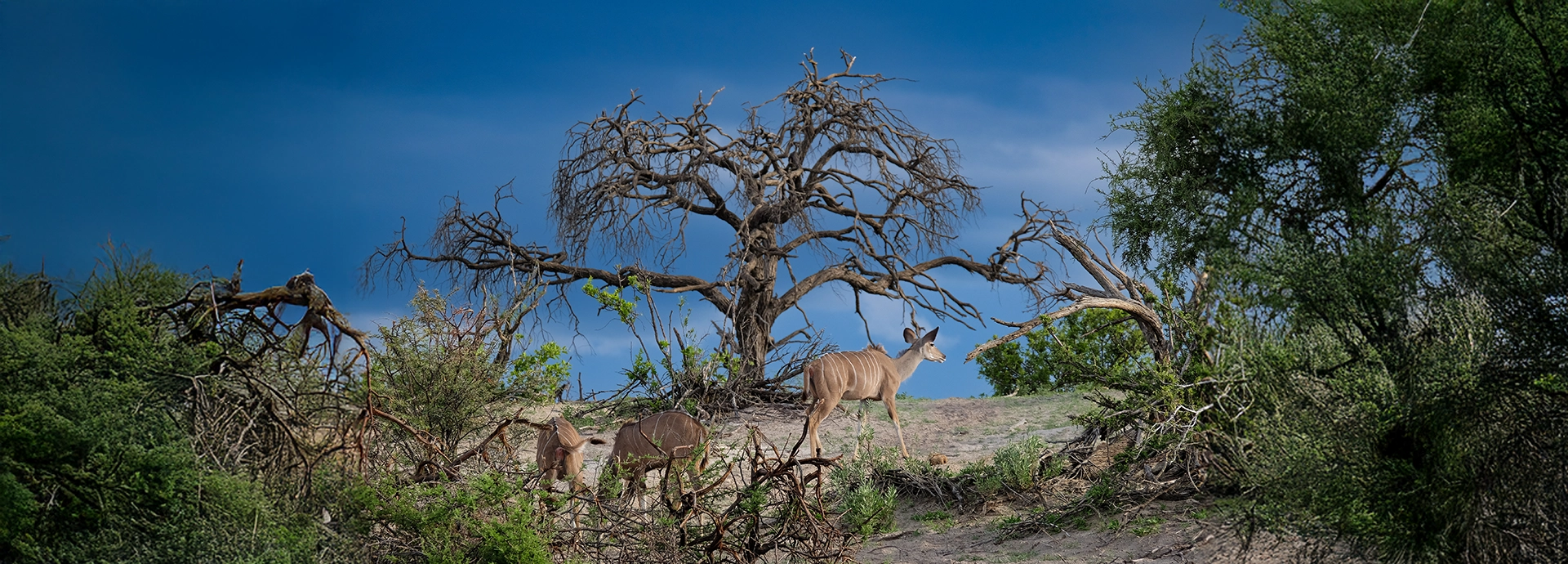 Female kudus walk in front of a skeletal tree at Moela on the borders of Makgadkigadi Pans National Park