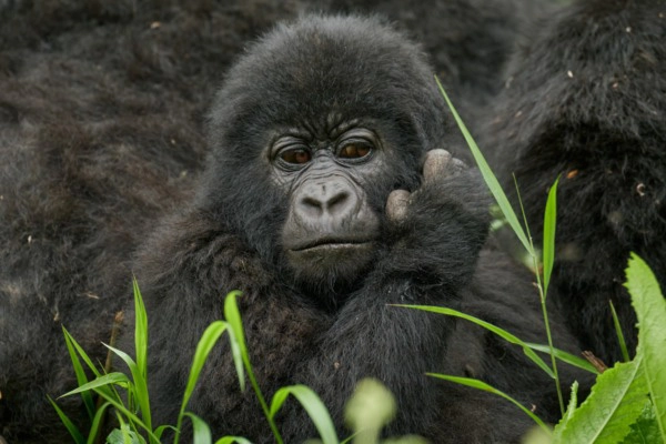 Young mountain gorilla scratching its head among green vegetation in Mgahinga Gorilla National Park, Uganda