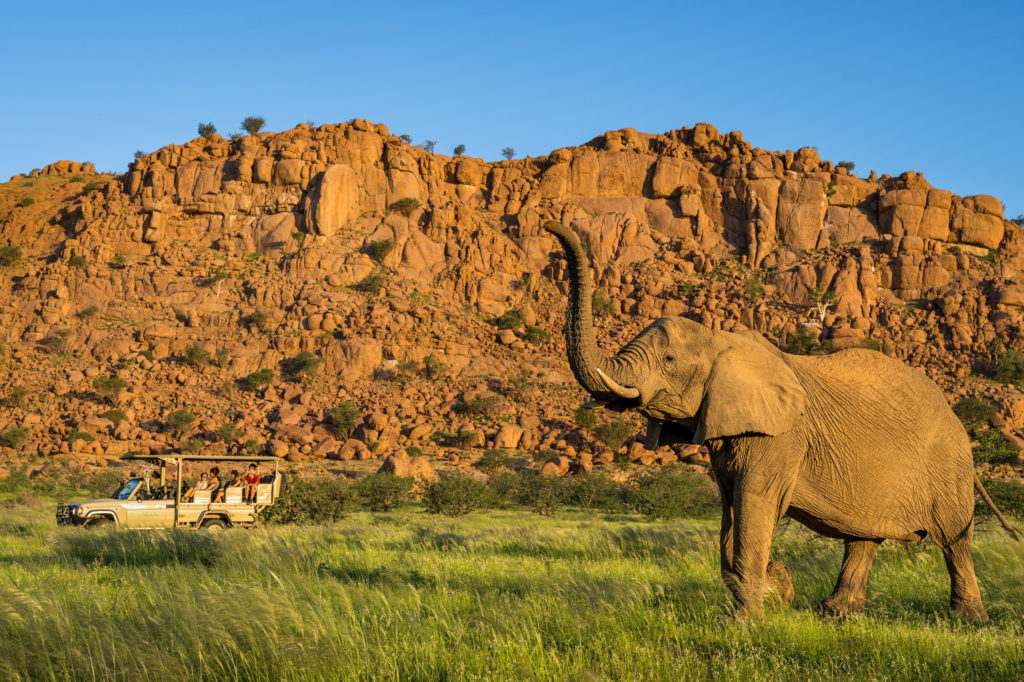A bull elephant raises its trunk before an open-air safari vehicle, with Damaraland's boulder hills lush and green after the rains.