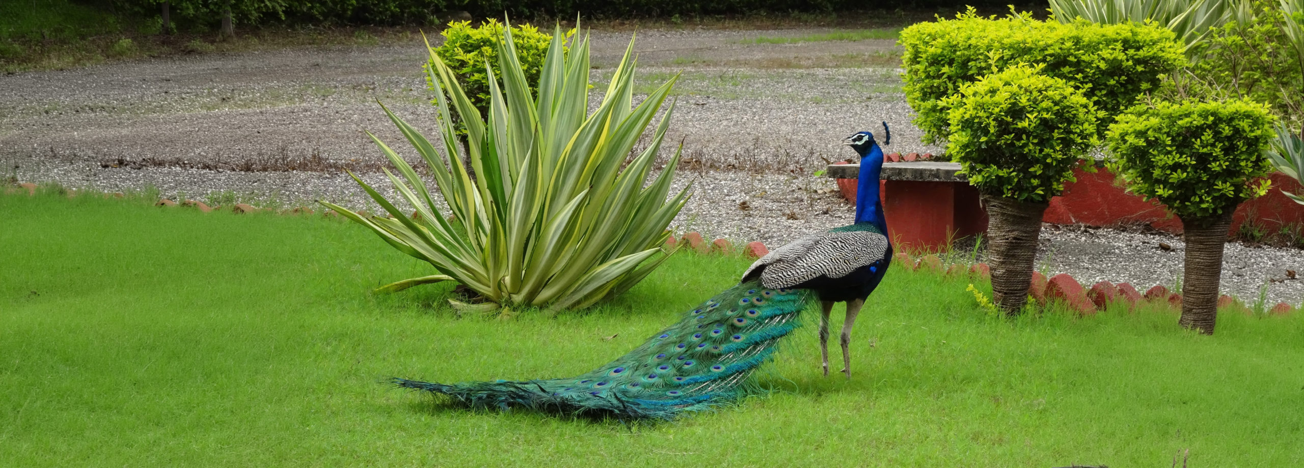 A peacock with tail feathers trailing displays on a lawn beside an agave plant at Orchard Palace, Gondal