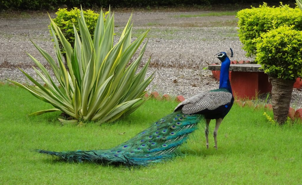 A peacock with tail feathers trailing displays on a lawn beside an agave plant at Orchard Palace, Gondal