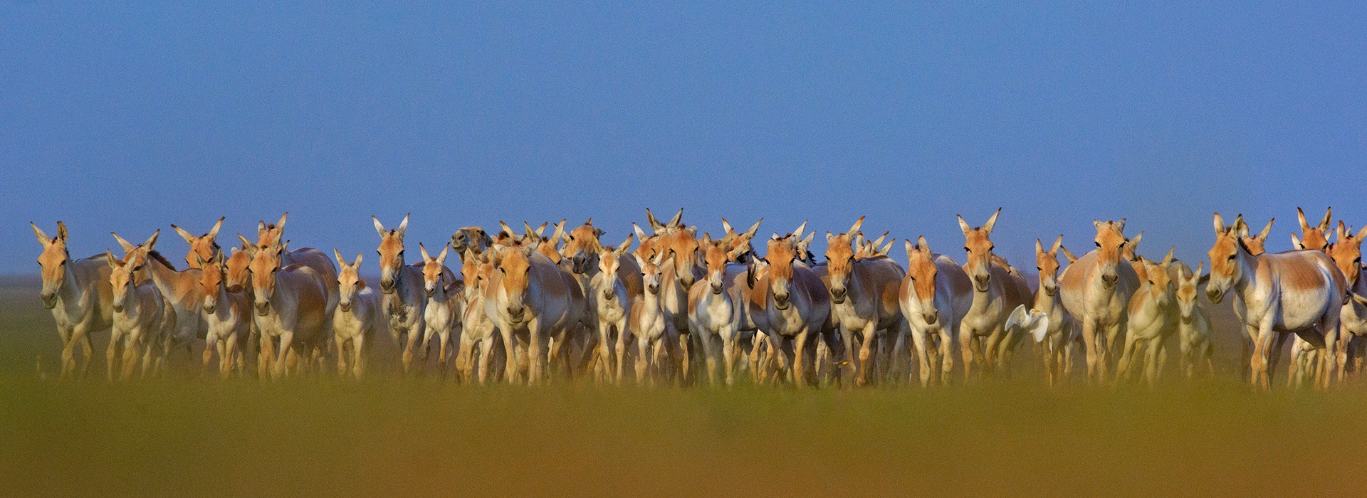 Herd of wild asses under blue skies in the Little Rann of Kutch, India.