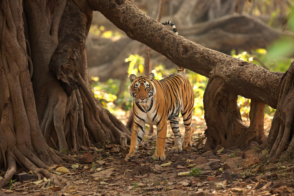 Ranthambore Sujan Sher Bagh