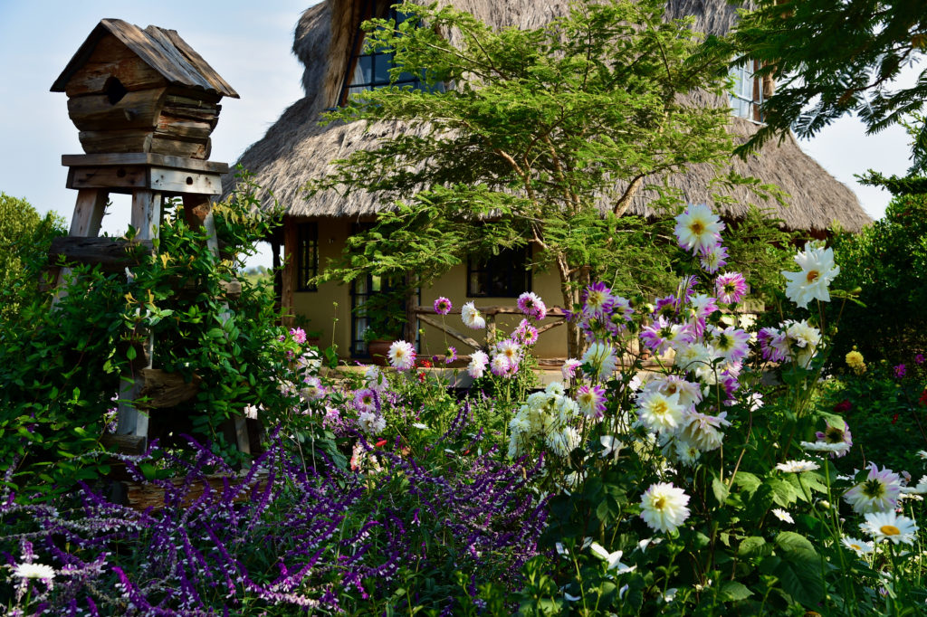 Thatched cottage behind a rustic wooden birdhouse and borders of white and pink dahlias and purple Mexican sage.