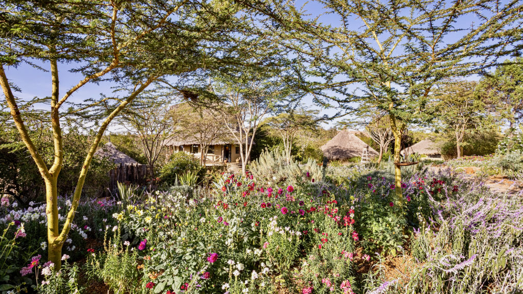 Garden of dahlias, snapdragons and salvia beneath acacia trees, with thatched cottages behind, at Olepangi Farm in Laikipia.