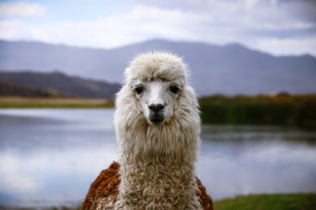 Close-up portrait of a white alpaca gazing directly at the camera, its fluffy, curly fleece sharp against a softly blurred high-altitude lake and mountain backdrop, Peru.