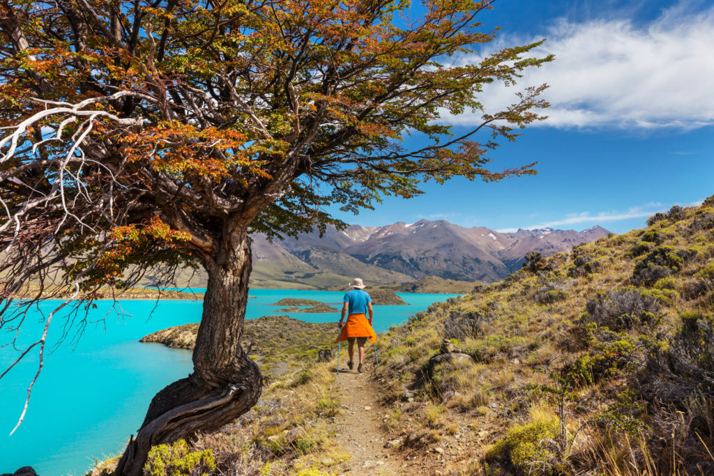 A hiker with walking poles pauses on a trail above a brilliantly turquoise glacial lake, a gnarled lenga beech tree in autumn colour framing the view of snow-capped Andean peaks beyond, Patagonia, Argentina.