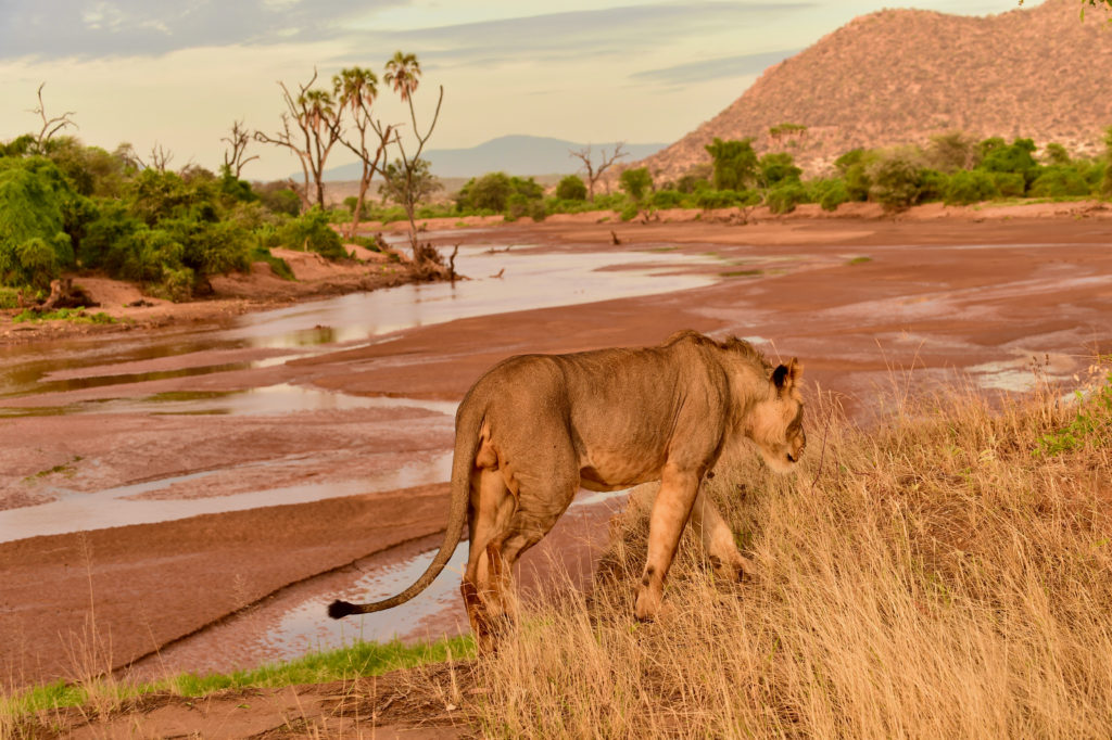 Young male lion walks along a grassy riverbank above a wide sandy riverbed, with doum palms and a rocky hill in golden light, Samburu.