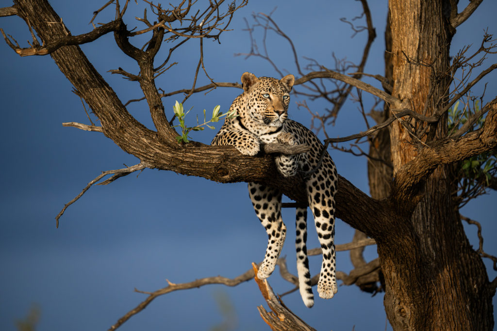 A leopard perched high in a bare tree against a blue sky