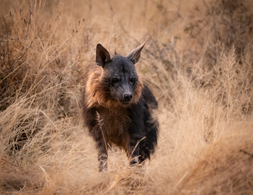 A brown hyena walking through dry grassland