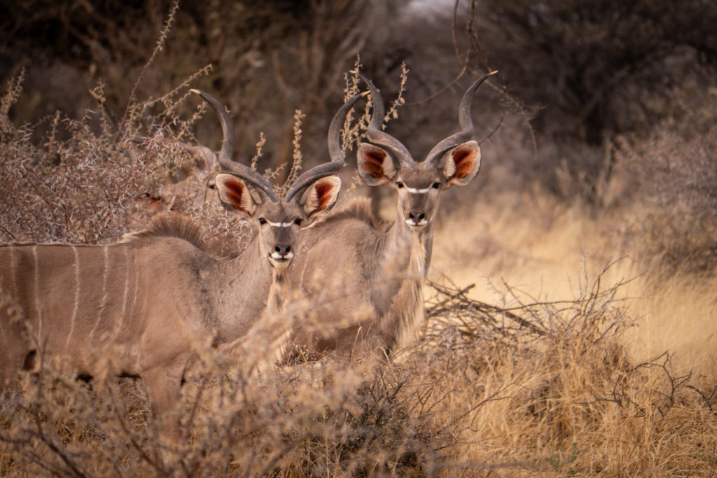 A group of kudu bulls standing alert in dry bush