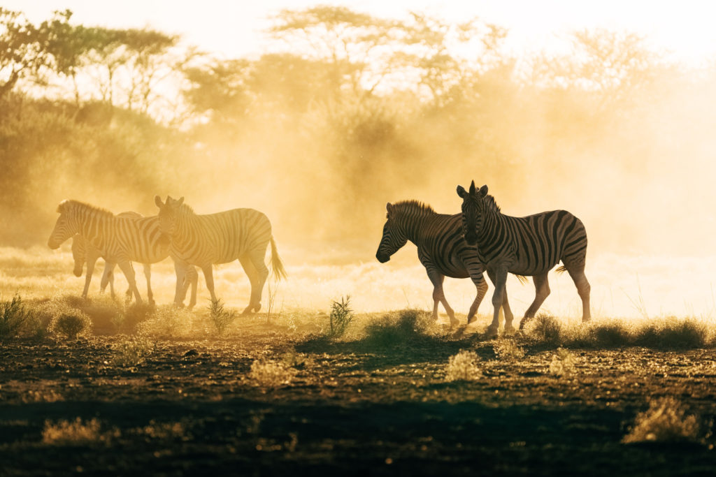 Zebra walking through golden dust at sunset
