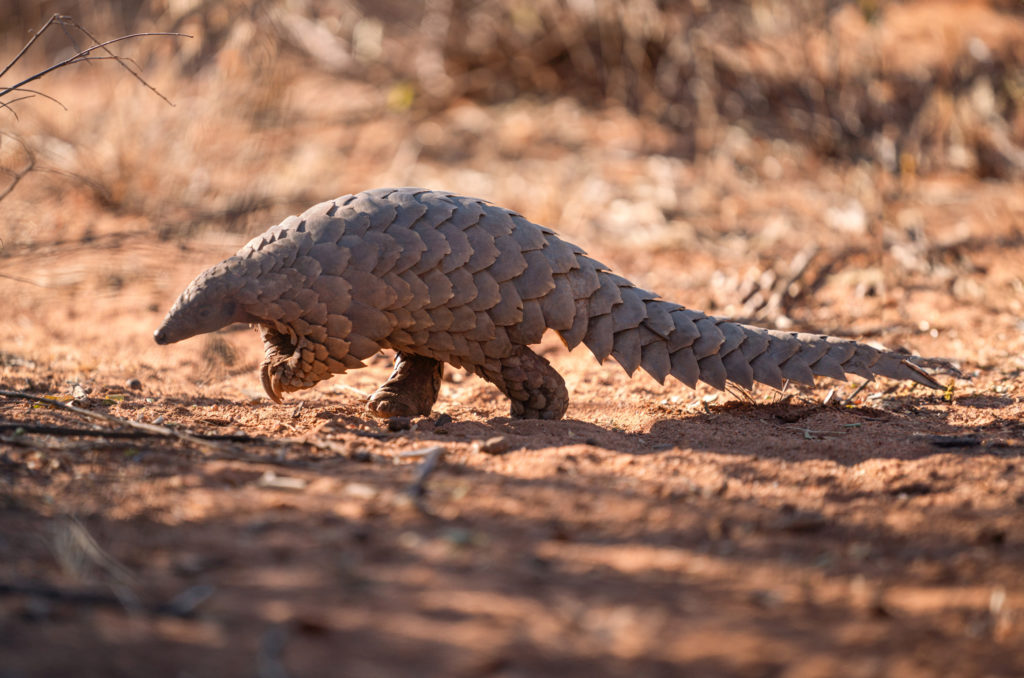 A pangolin walking across sandy ground