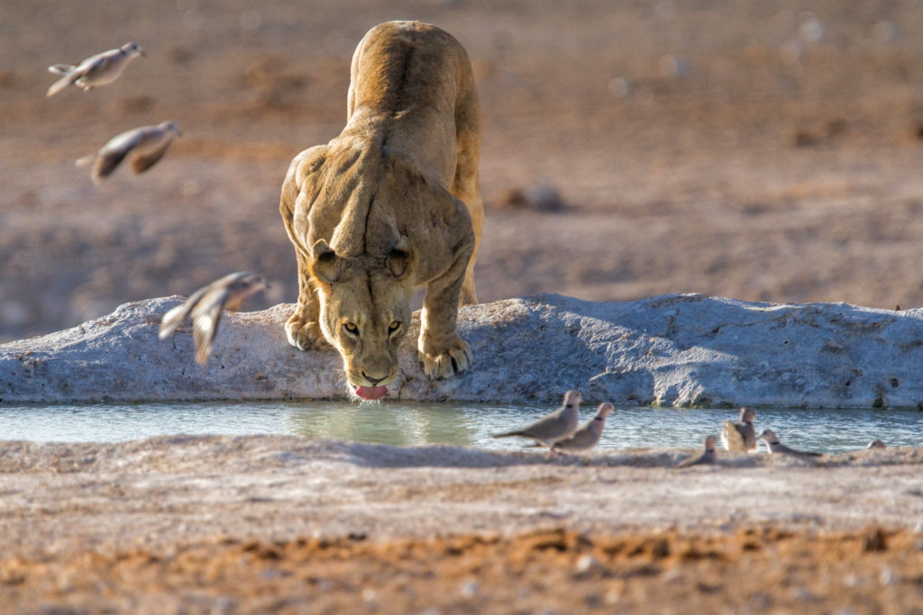 A lioness drinking from a waterhole as doves take flight nearby