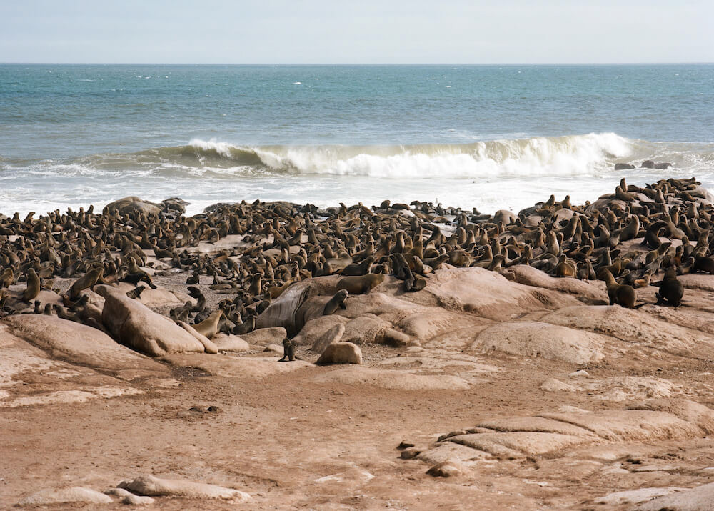 A Cape fur seal colony gathered on rocks along the Namibian coast